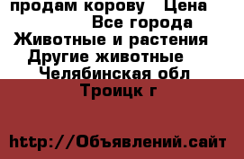 продам корову › Цена ­ 70 000 - Все города Животные и растения » Другие животные   . Челябинская обл.,Троицк г.